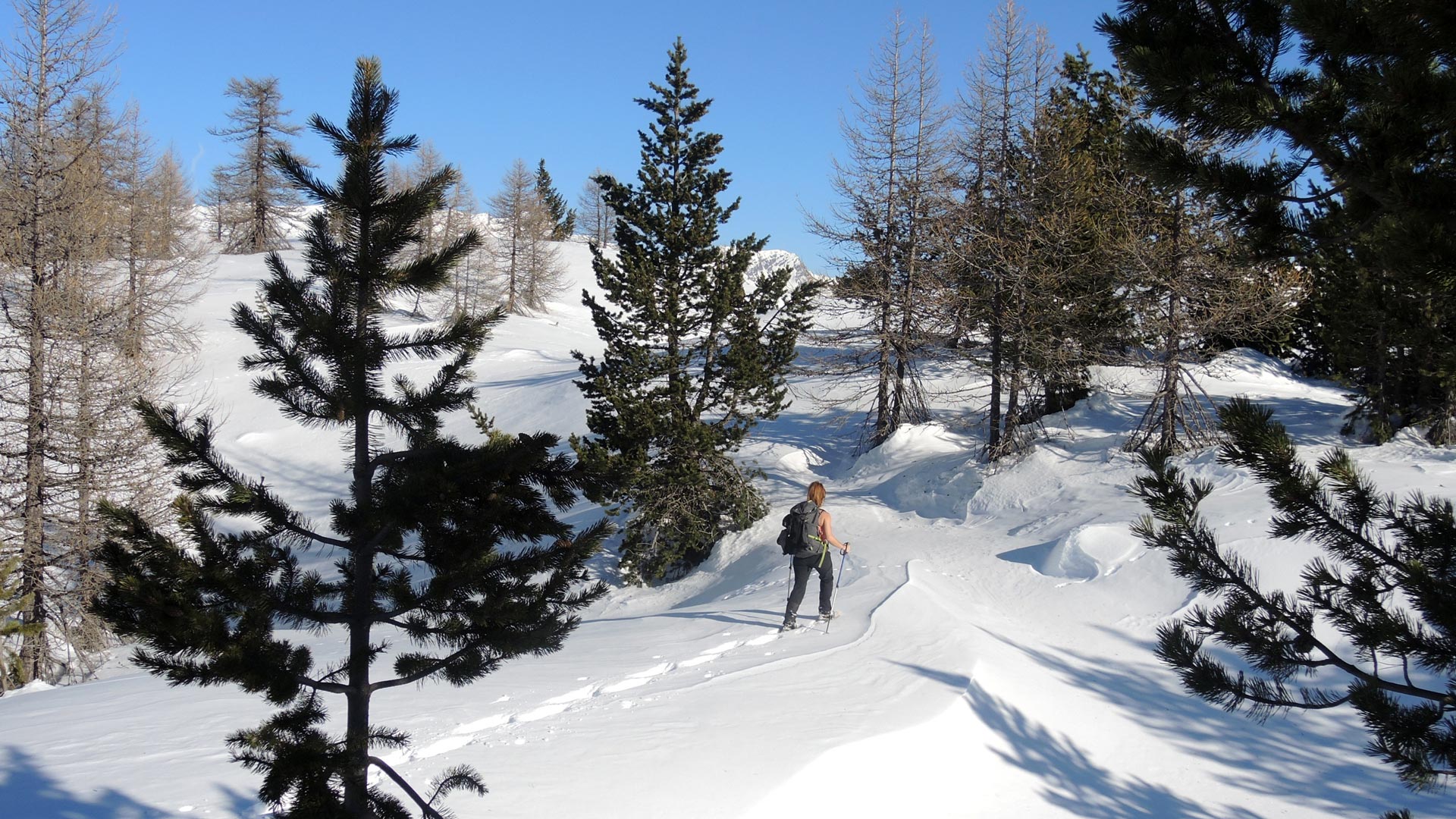 Guided hiking excursion with snowshoes